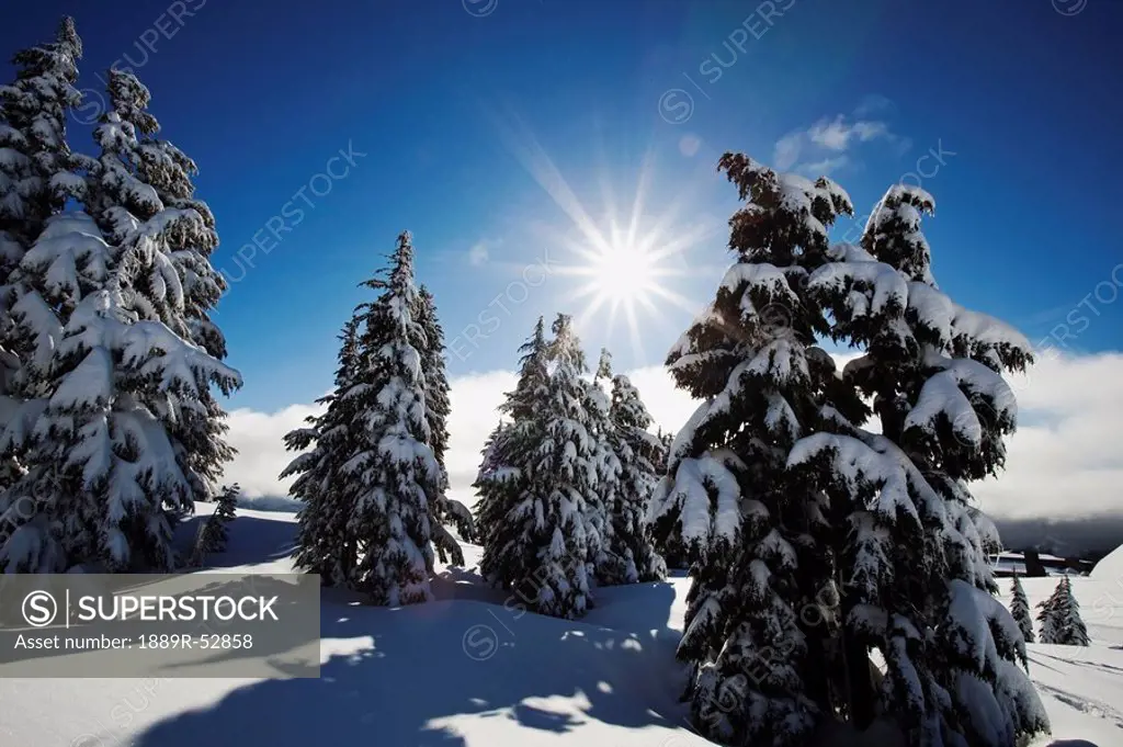 oregon cascades, oregon, united states of america, fresh winter snow on mount hood