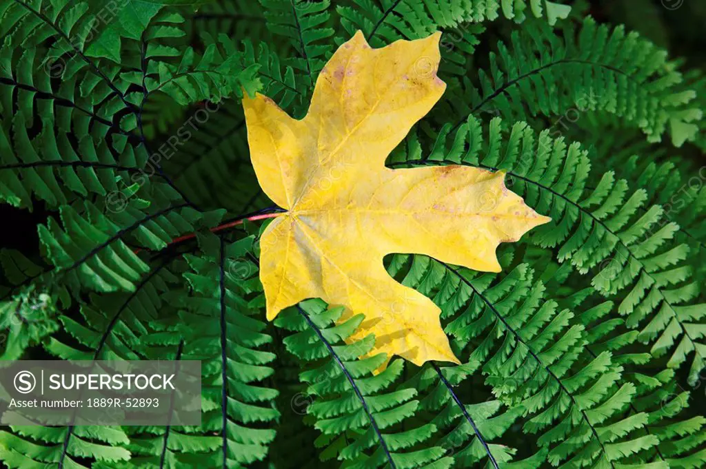 oregon, united states of america, a yellow maple leaf laying on a fern in the columbia river gorge national scenic area