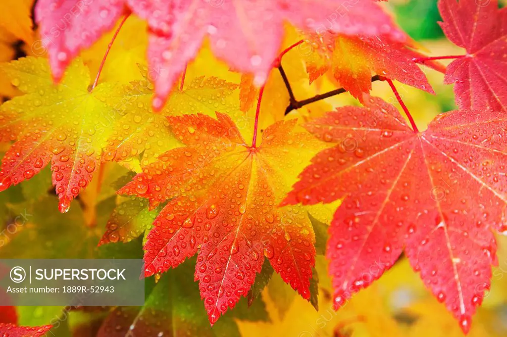 washington, united states of america, leaves from a vine maple in mount rainier national park