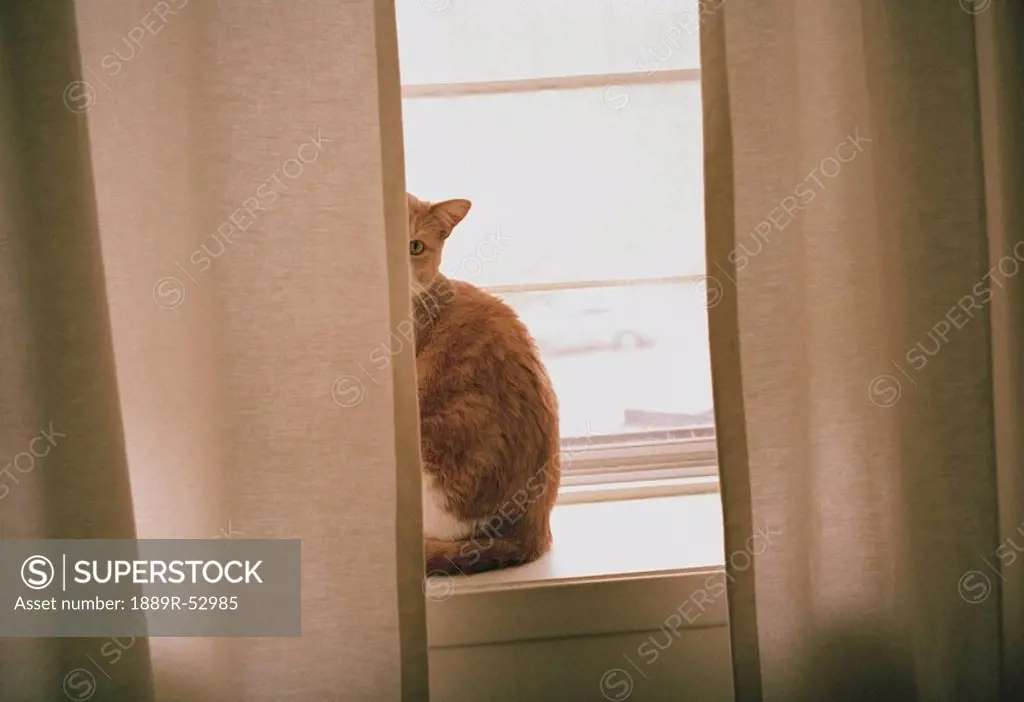 a cat sitting behind the curtains on a window sill