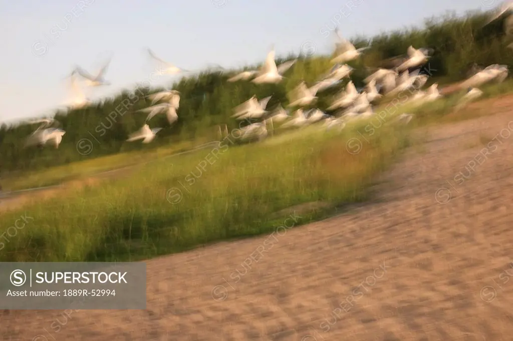 a flock of birds taking flight