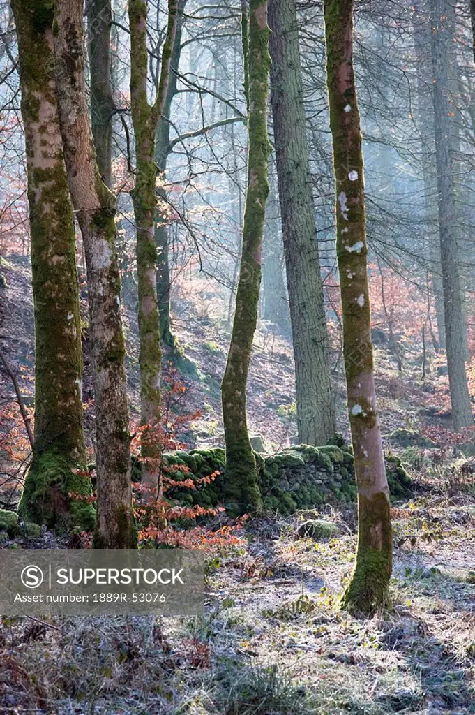 dumfries, scotland, a forest with frost on the ground