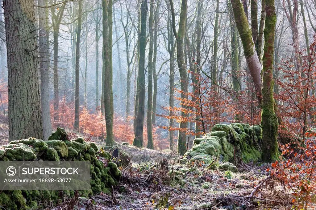 dumfries, scotland, a forest with frost on the ground