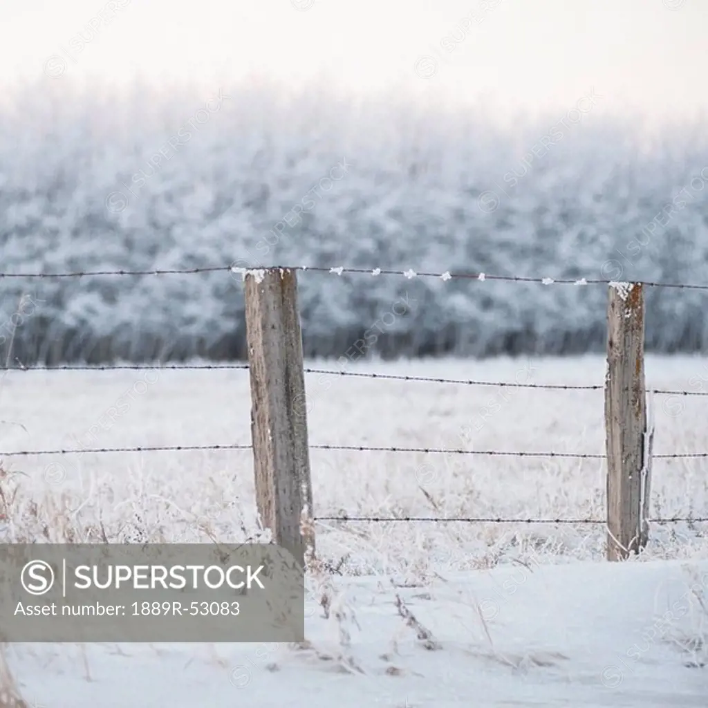 winnipeg, manitoba, canada, a snow covered field and fence