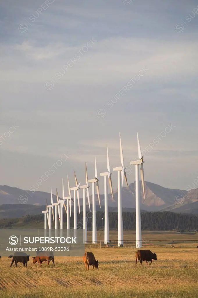pincher creek, alberta, canada, wind turbines in a row with cattle in a field and mountains in the background