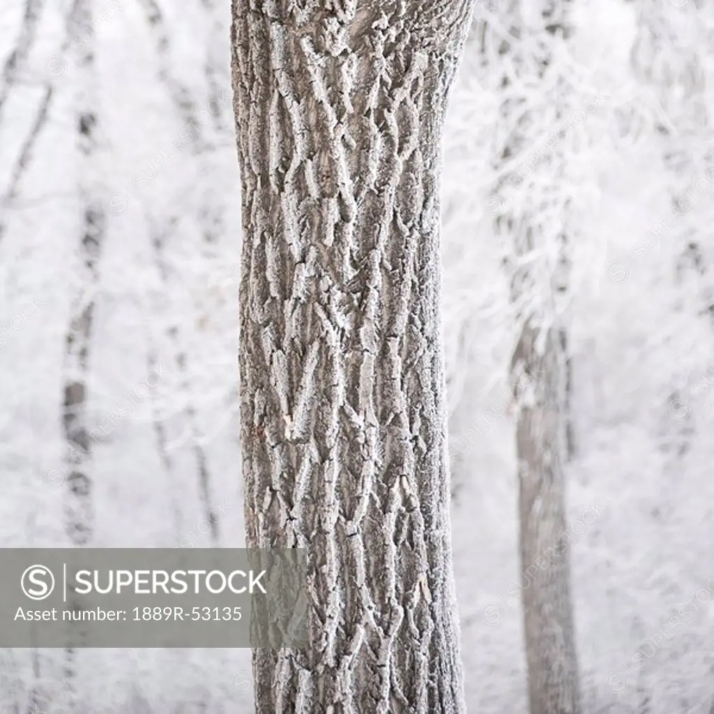 winnipeg, manitoba, canada, a tree trunk and it´s branches covered with snow