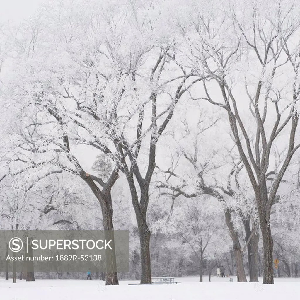 winnipeg, manitoba, canada, trees covered in snow