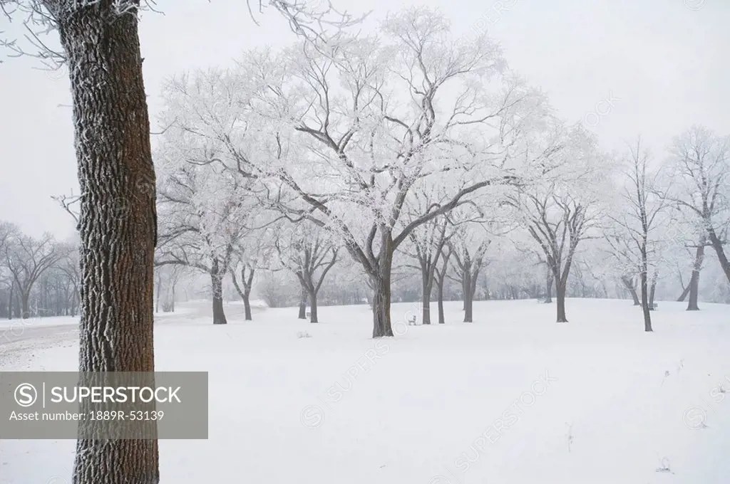 winnipeg, manitoba, canada, trees covered in snow