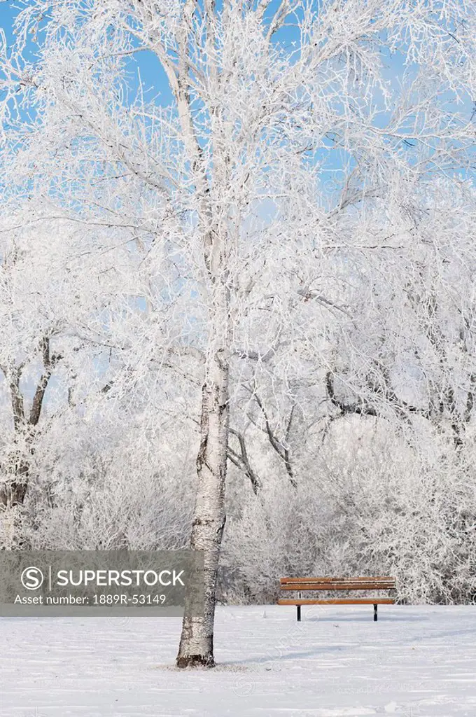 winnipeg, manitoba, canada, trees covered in snow and a park bench in winter