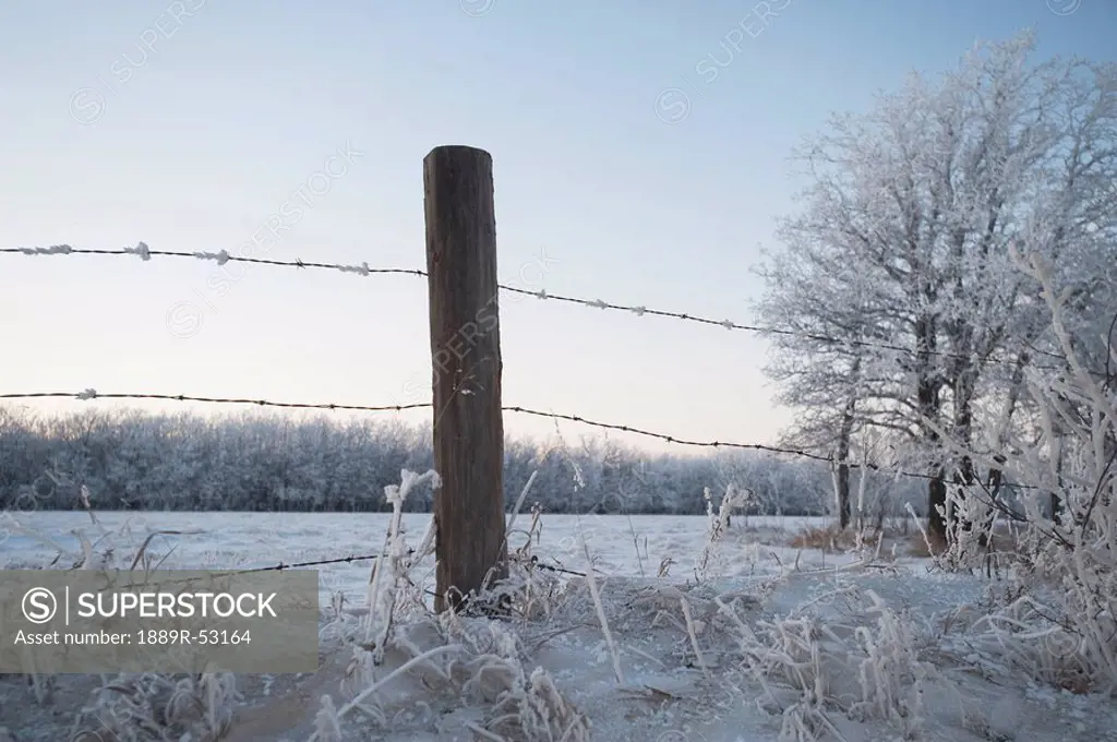 winnipeg, manitoba, canada, a barbed wire fence in the snow in winter