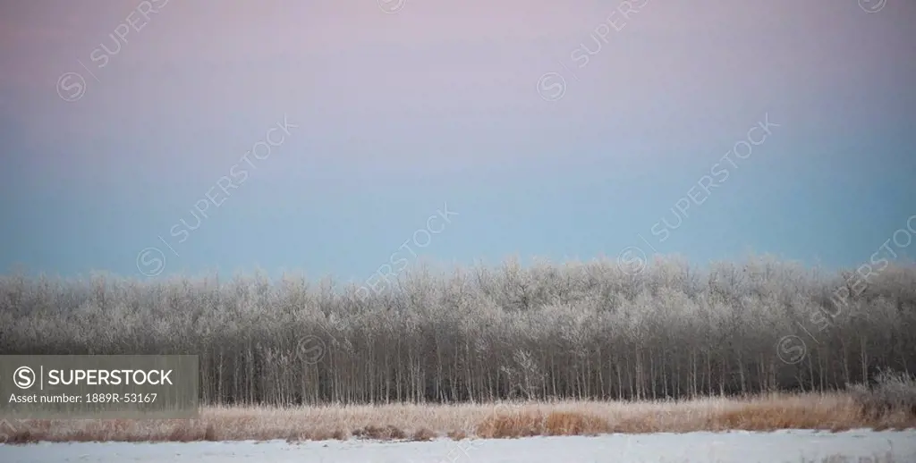 winnipeg, manitoba, canada, a landscape in winter