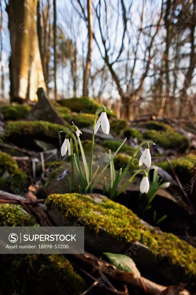 dumfries, scotland, snowdrops galanthus growing among the rocks covered with moss