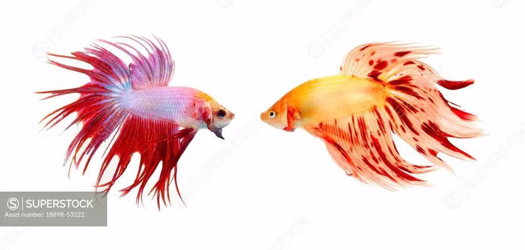 two colorful fish with long fins