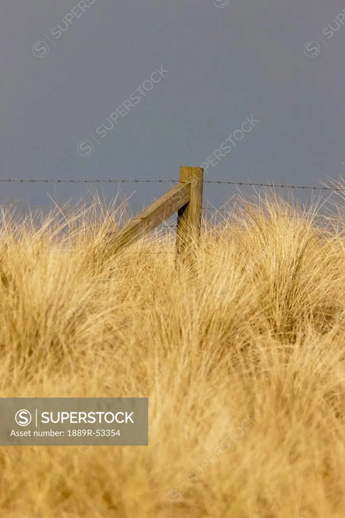 northumberland, england, tall grass and barbed wire fence