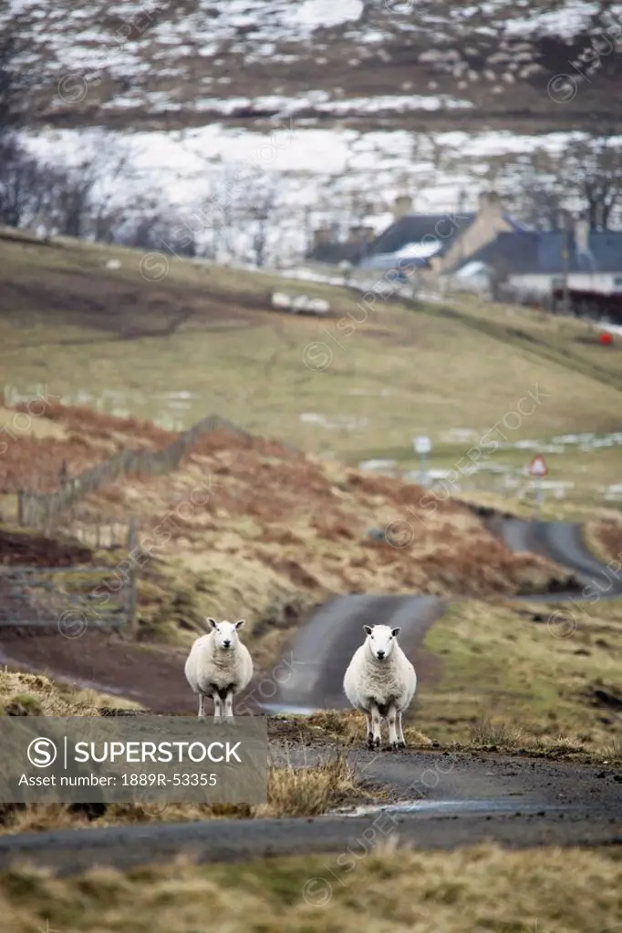 scottish borders, scotland, two sheep on the road