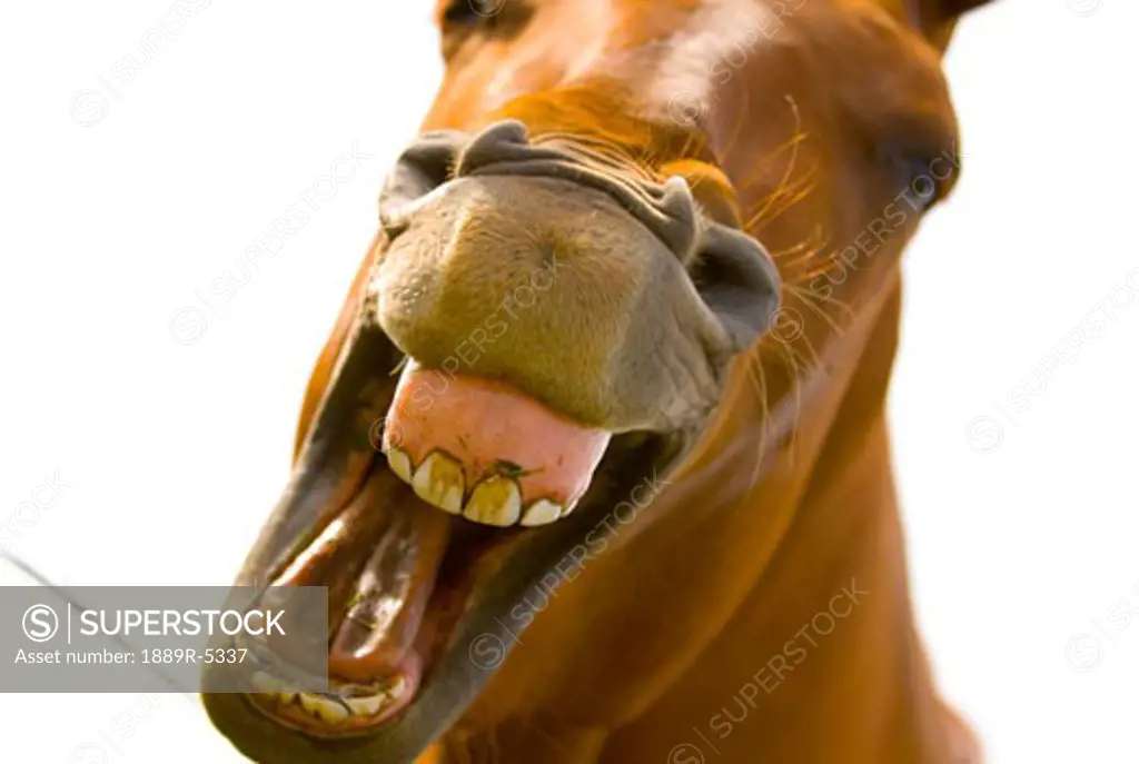 Mouth of horse