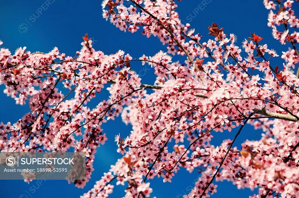 oregon, united states of america, cherry blossoms on a tree in spring