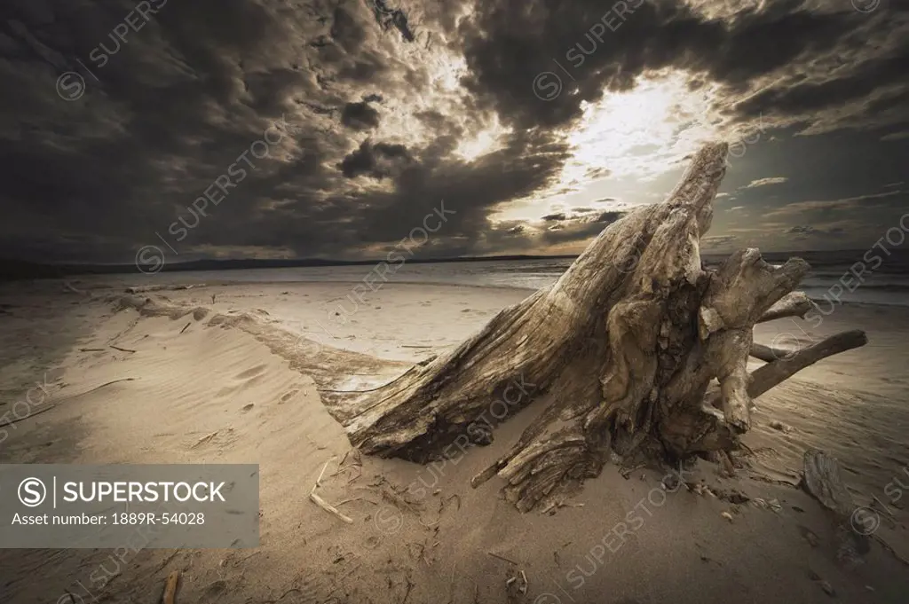 alberta, canada, driftwood on the beach