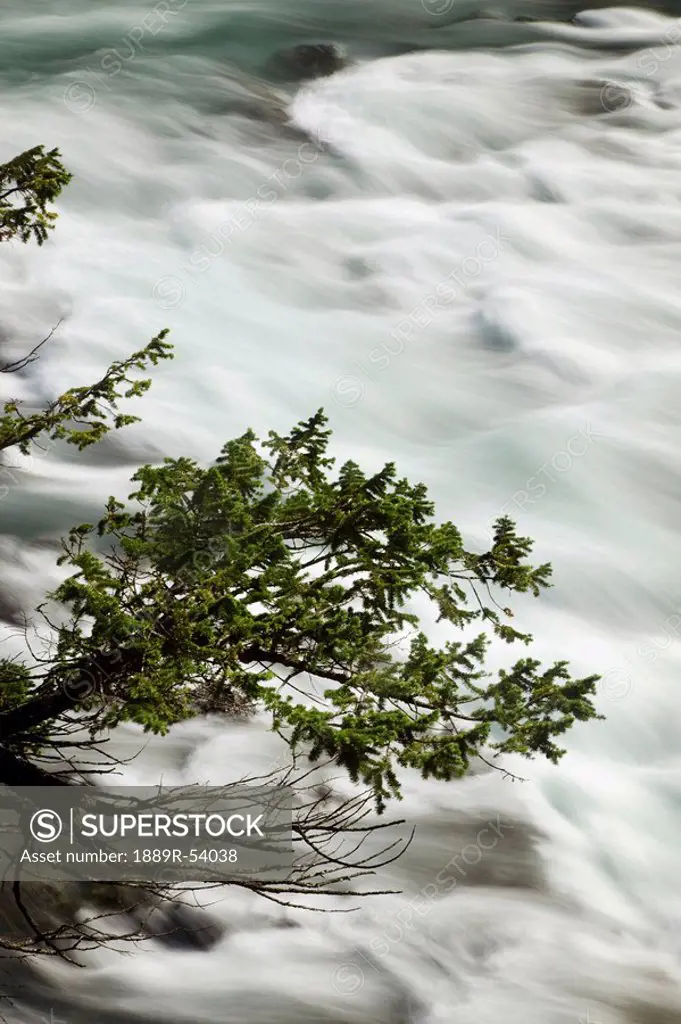 banff, alberta, canada, a tree hanging out over flowing water
