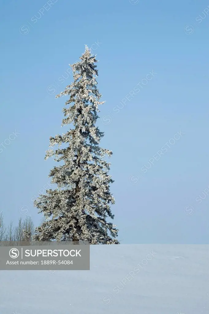 camrose, alberta, canada, snow covered evergreen tree in a snow covered field with a blue sky