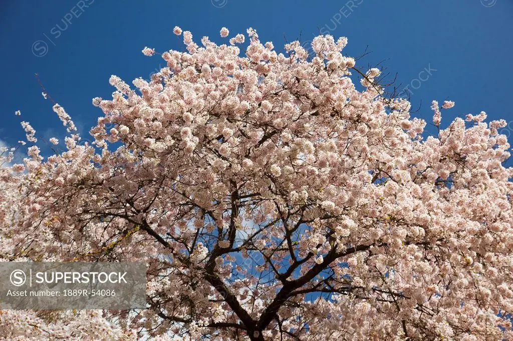 portland, oregon, united states of america, cherry blossom tree in portland park