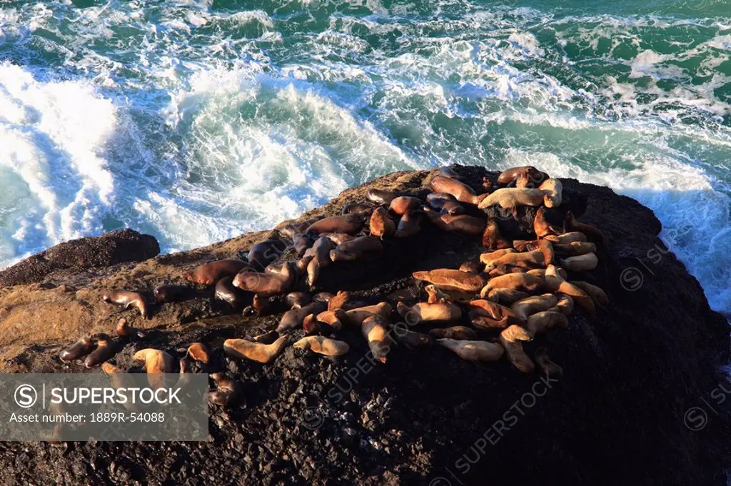 oregon, united states of america, sea lions on the rock at heceta head