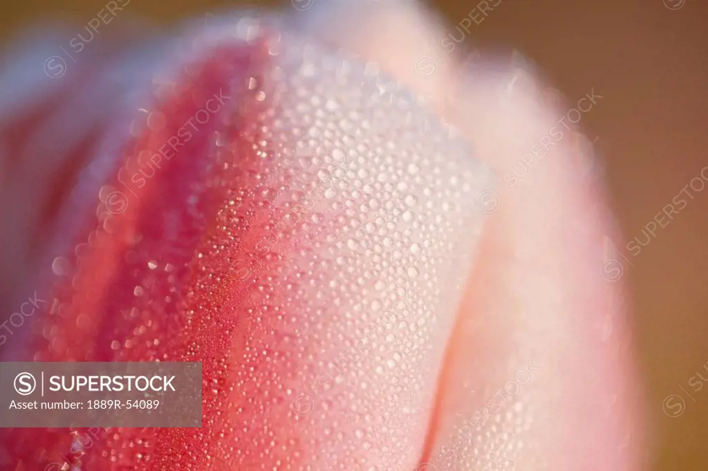 woodburn, oregon, united states of america, close up of dew drops on a tulip