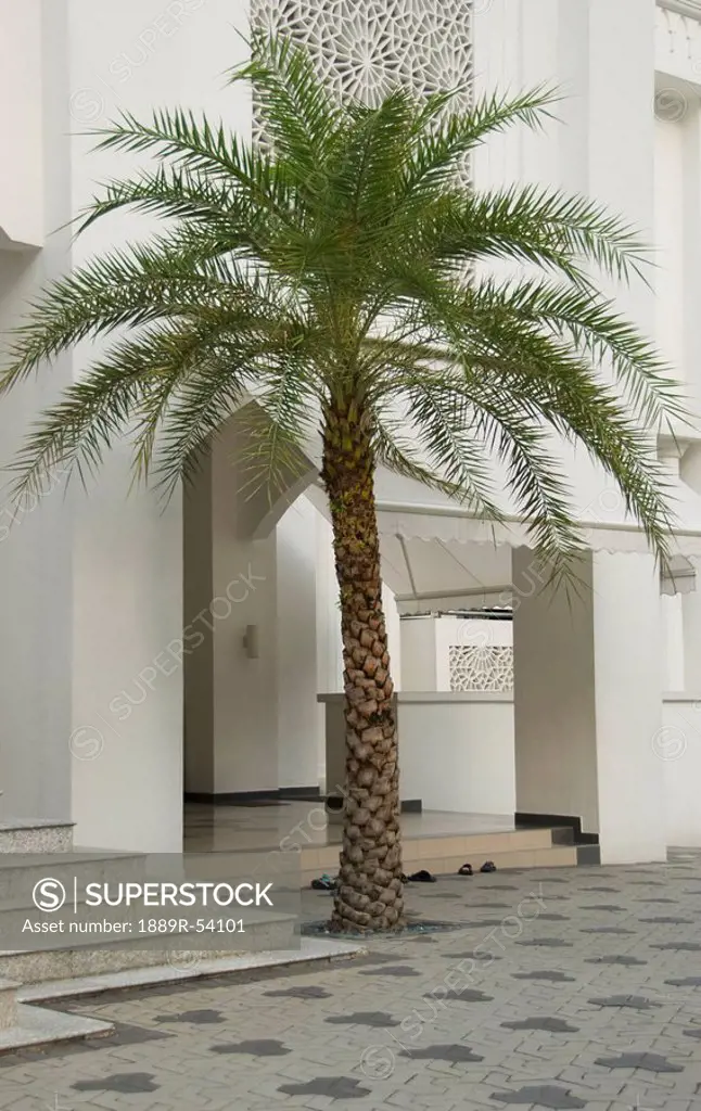 kuala lumpur, malaysia, a palm tree growing through a brick ground outside a building