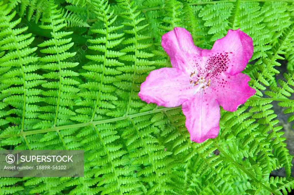 portland, oregon, united states of america, rhododendron flower on a fern in crystal springs garden