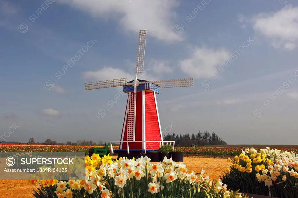 woodburn, oregon, united states of america, a windmill and tulip fields