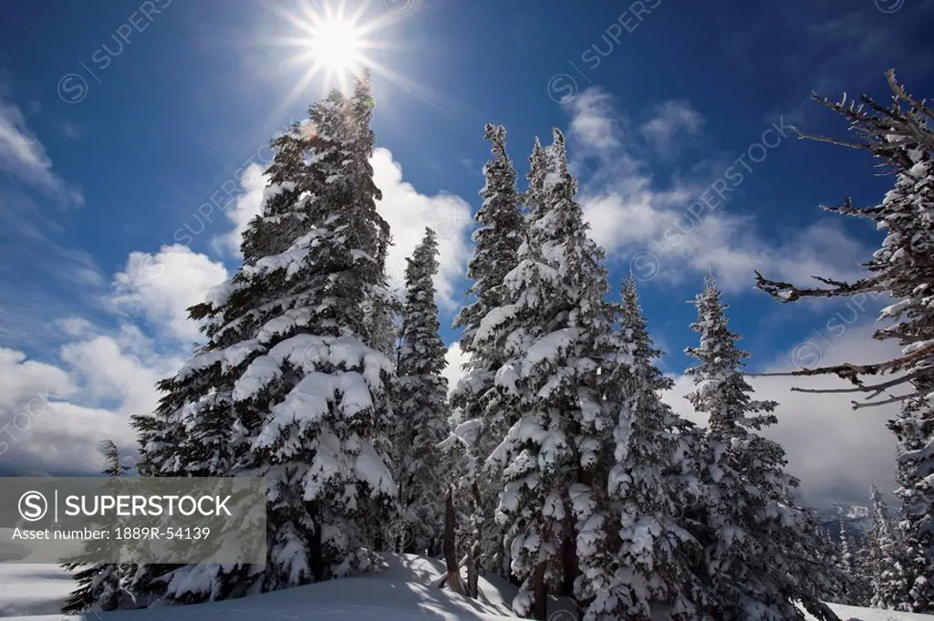 timberline, oregon cascades, united states of america, snow on the trees and sunlight on mount hood