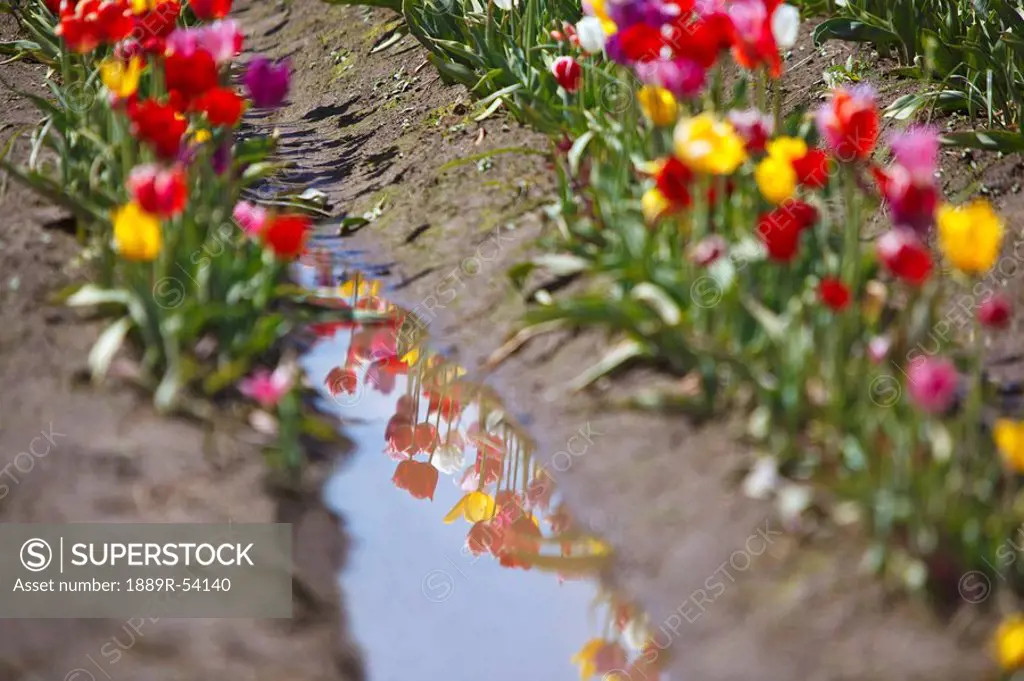 woodburn, oregon, united states of america, tulips reflected in a mud puddle