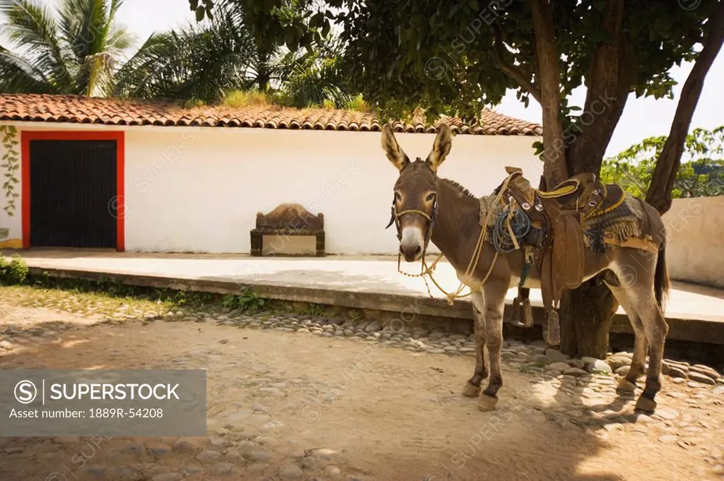 Copala, Mexico, A Donkey Standing In The Street