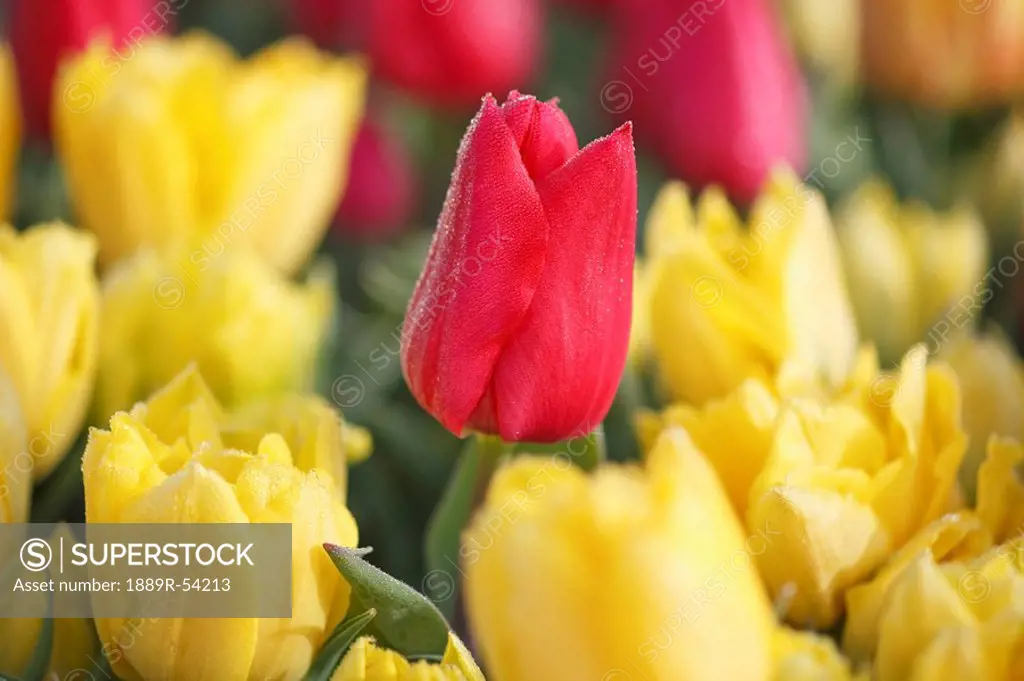 Woodburn, oregon, united states of america, a red tulip among yellow tulips in a tulip field