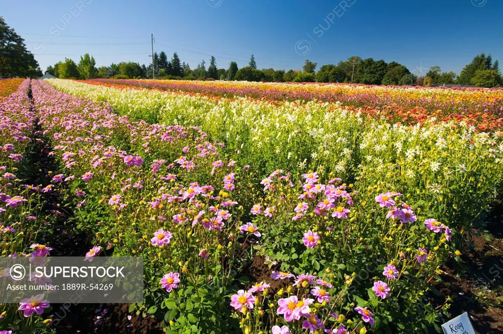 willamette valley, oregon, united states of america, a field with rows of various dahlias
