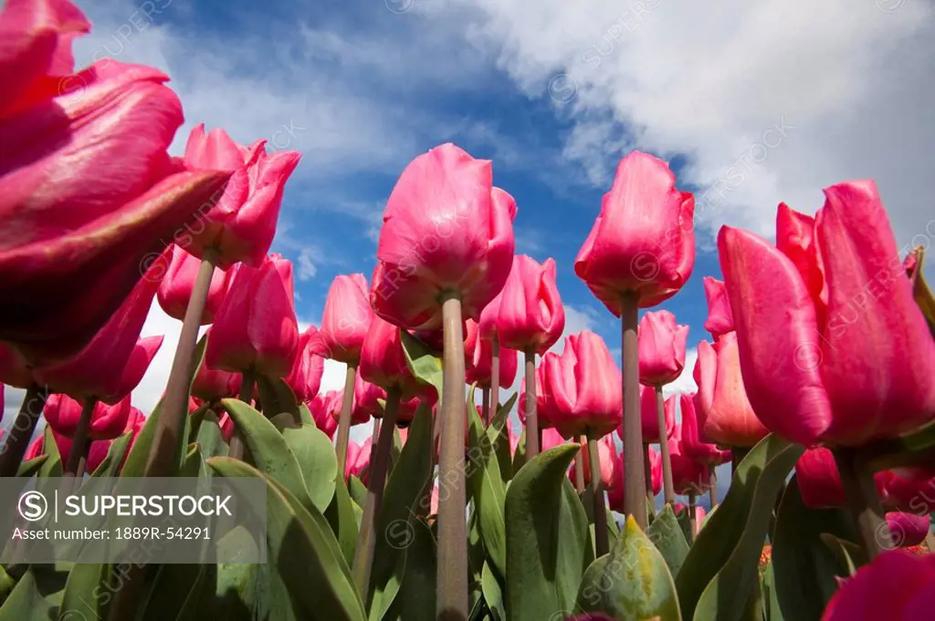 woodburn, oregon, united states of america, pink tulips in a tulip field