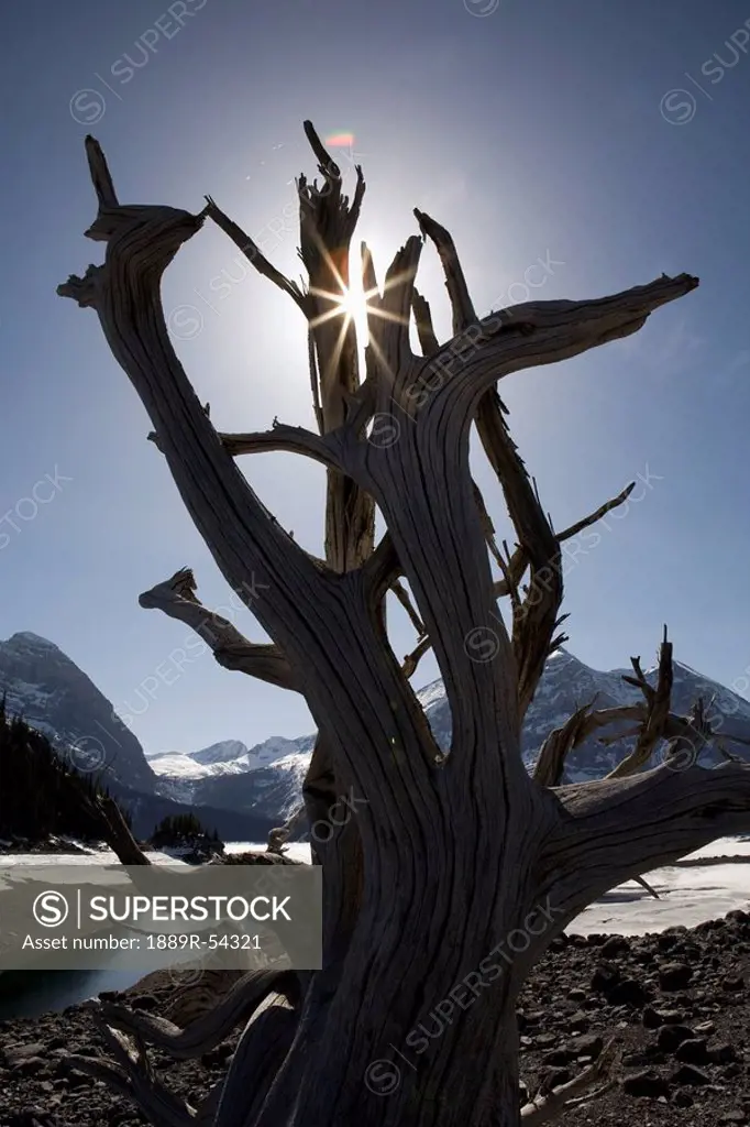 alberta, canada, driftwood root on a lake shoreline in the mountains in kananaskis country