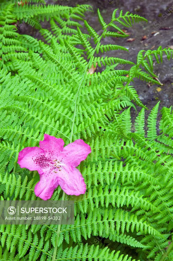 portland, oregon, united states of america, a rhododendron flower on a fern at crystal springs garden