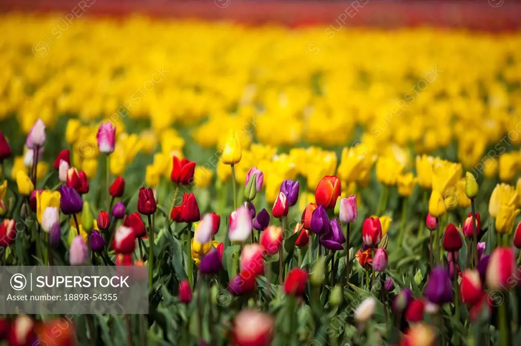 woodburn, oregon, united states of america, tulip field