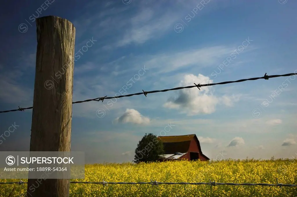 Alberta, Canada, View Of An Old Barn Through A Barbed Wire Fence