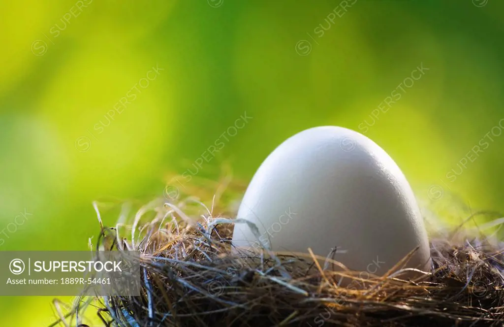 Willmar, Minnesota, United States Of America, An Egg In A Nest