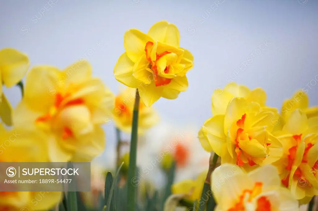 woodburn, oregon, united states of america, yellow tulips in a tulip field
