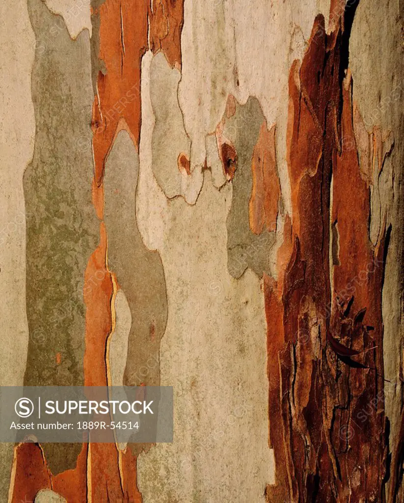 Eucalyptus Bark, Mount Usher, Co Wicklow, Ireland