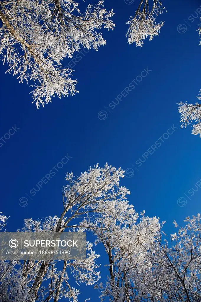 Alberta, Canada, Frost On The Trees In Winter