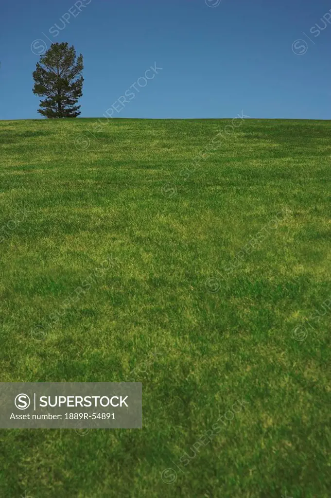 Alberta, Canada, A Lone Tree In A Field