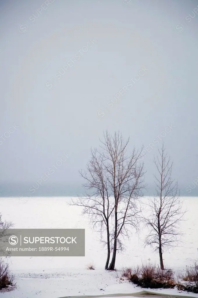 St. Catharines, Ontario, Canada, Trees Along The Shore Of Snow Covered Lake Ontario