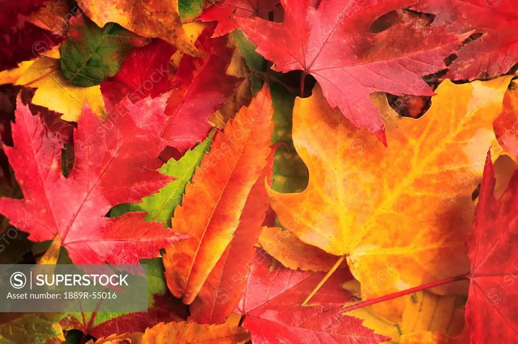 Willmar, Minnesota, United States Of America, Red, Yellow, Orange And Green Leaves Laying On The Ground In Autumn