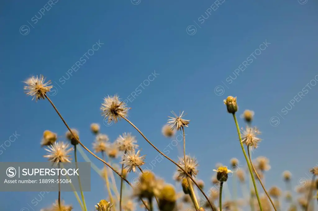 Seed Heads Against A Blue Sky