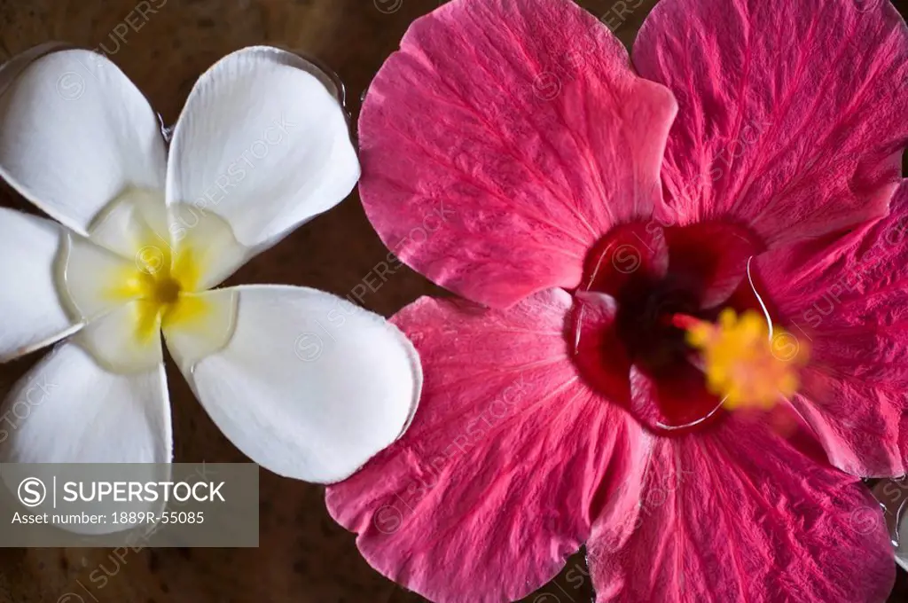Hibiscus And Jasmine Flowers Floating In Water