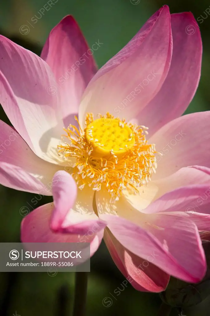 a pink lotus flower nelumbo nucifera